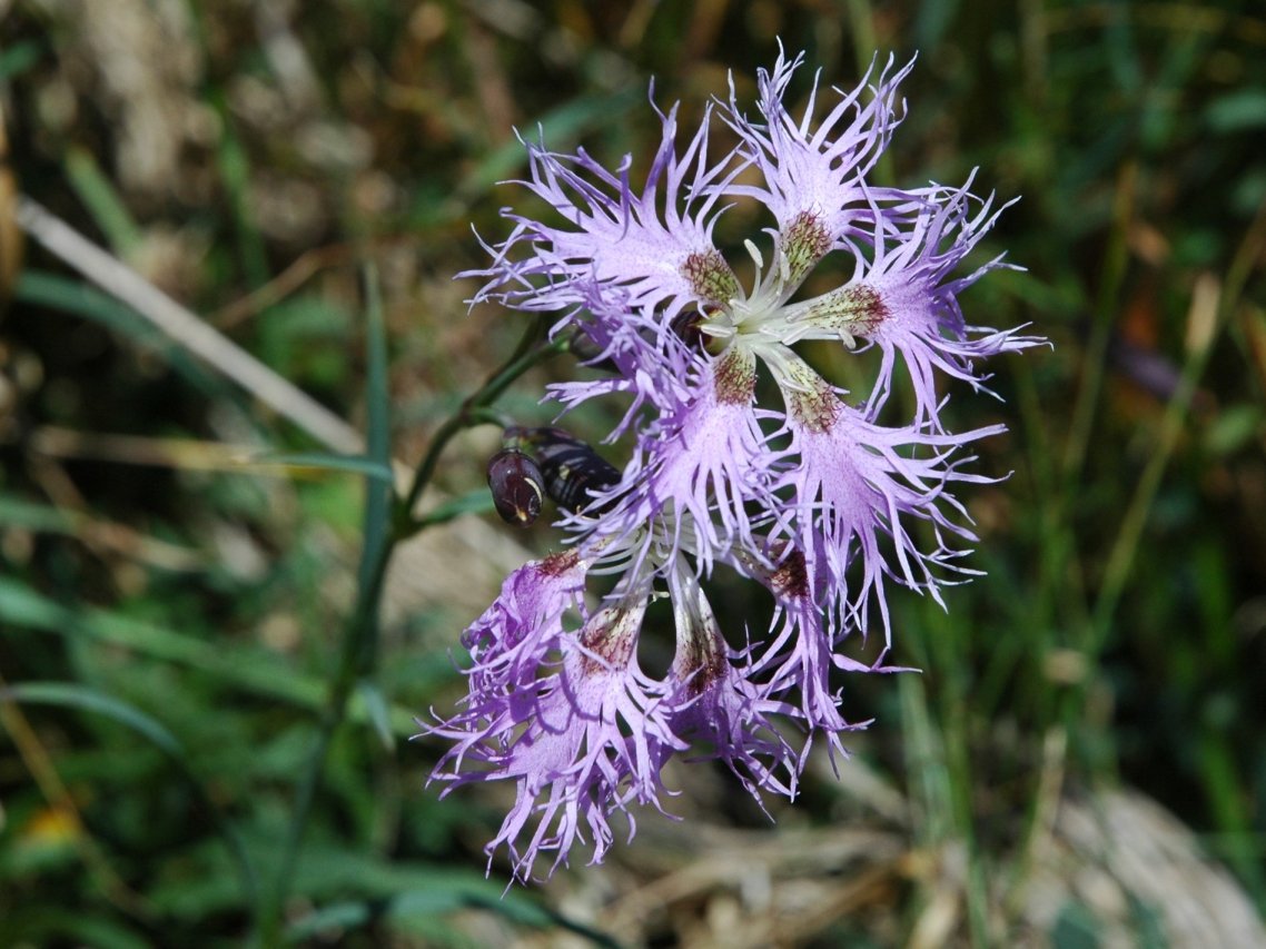 Dianthus superbus